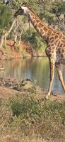 Prideland Safari (16) &ndash; &copy; Marcus Hasselhorst (Eberhardt TRAVEL)