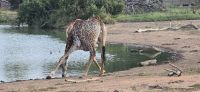Prideland Safari (18) &ndash; &copy; Marcus Hasselhorst (Eberhardt TRAVEL)