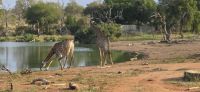 Prideland Safari (20) &ndash; &copy; Marcus Hasselhorst (Eberhardt TRAVEL)