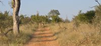 Prideland Safari (21) &ndash; &copy; Marcus Hasselhorst (Eberhardt TRAVEL)