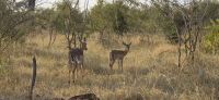 Prideland Safari (22) &ndash; &copy; Marcus Hasselhorst (Eberhardt TRAVEL)