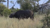 Prideland Safari (30) &ndash; &copy; Marcus Hasselhorst (Eberhardt TRAVEL)