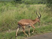 Wunderbare Tierbegegnungen Hluhluwe NP (9) &ndash; &copy; Marcus Hasselhorst (Eberhardt TRAVEL)