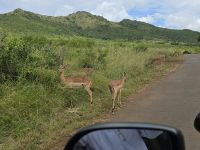 Wunderbare Tierbegegnungen Hluhluwe NP (10) &ndash; &copy; Marcus Hasselhorst (Eberhardt TRAVEL)