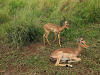 Wunderbare Tierbegegnungen Hluhluwe NP (12) &ndash; &copy; Marcus Hasselhorst (Eberhardt TRAVEL)