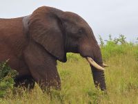 Wunderbare Tierbegegnungen Hluhluwe NP (13) &ndash; &copy; Marcus Hasselhorst (Eberhardt TRAVEL)