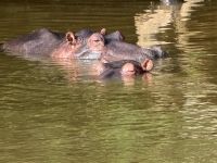 Hippos satt (3) &ndash; &copy; Marcus Hasselhorst (Eberhardt TRAVEL)