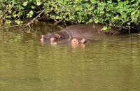 Hippos satt (4) &ndash; &copy; Marcus Hasselhorst (Eberhardt TRAVEL)