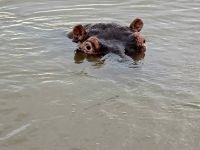 so nahe die Hippos (5) &ndash; &copy; Marcus Hasselhorst (Eberhardt TRAVEL)