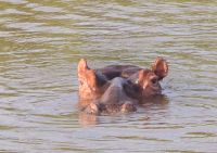 so nahe die Hippos (11) &ndash; &copy; Marcus Hasselhorst (Eberhardt TRAVEL)