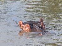 so nahe die Hippos (12) &ndash; &copy; Marcus Hasselhorst (Eberhardt TRAVEL)