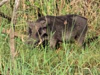 weiteres Tierleben (1) &ndash; &copy; Marcus Hasselhorst (Eberhardt TRAVEL)