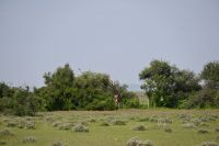 4. Tag - Etosha Nationalpark - Giraffe (1) &ndash; &copy; Franziska Barthel (Eberhardt TRAVEL)