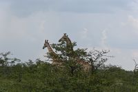 4. Tag - Etosha Nationalpark - Giraffe (2) &ndash; &copy; Franziska Barthel (Eberhardt TRAVEL)