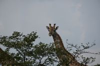 4. Tag - Etosha Nationalpark - Giraffe (4) &ndash; &copy; Franziska Barthel (Eberhardt TRAVEL)