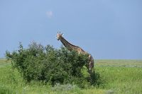 4. Tag - Etosha Nationalpark - Giraffe (5) &ndash; &copy; Franziska Barthel (Eberhardt TRAVEL)