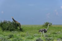 4. Tag - Etosha Nationalpark - Giraffe (6) &ndash; &copy; Franziska Barthel (Eberhardt TRAVEL)