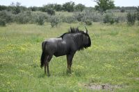 4. Tag - Etosha Nationalpark - Gnu (2) &ndash; &copy; Franziska Barthel (Eberhardt TRAVEL)