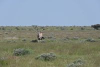4. Tag - Etosha Nationalpark - Oryx (1) &ndash; &copy; Franziska Barthel (Eberhardt TRAVEL)