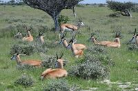 4. Tag - Etosha Nationalpark - Springbock (3) &ndash; &copy; Franziska Barthel (Eberhardt TRAVEL)