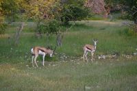 4. Tag - Etosha Nationalpark - Springbock &ndash; &copy; Franziska Barthel (Eberhardt TRAVEL)