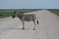 4. Tag - Etosha Nationalpark - Zebra (3) &ndash; &copy; Franziska Barthel (Eberhardt TRAVEL)