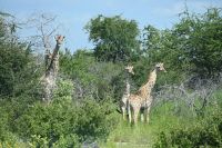 5. Tag - Etosha Nationalpark - Giraffe (2) &ndash; &copy; Franziska Barthel (Eberhardt TRAVEL)