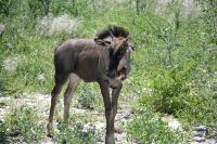 5. Tag - Etosha Nationalpark - Gnu (1) &ndash; &copy; Franziska Barthel (Eberhardt TRAVEL)