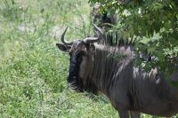 5. Tag - Etosha Nationalpark - Gnu (2) &ndash; &copy; Franziska Barthel (Eberhardt TRAVEL)