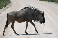 5. Tag - Etosha Nationalpark - Gnu (3) &ndash; &copy; Franziska Barthel (Eberhardt TRAVEL)