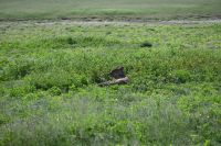 5. Tag - Etosha Nationalpark - Löwe (2) &ndash; &copy; Franziska Barthel (Eberhardt TRAVEL)