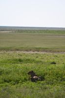 5. Tag - Etosha Nationalpark - Löwe (3) &ndash; &copy; Franziska Barthel (Eberhardt TRAVEL)
