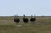 5. Tag - Etosha Nationalpark - Vogelstrauß (1) &ndash; &copy; Franziska Barthel (Eberhardt TRAVEL)