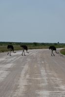 5. Tag - Etosha Nationalpark - Vogelstrauß (3) &ndash; &copy; Franziska Barthel (Eberhardt TRAVEL)
