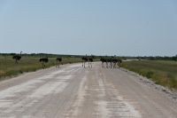 5. Tag - Etosha Nationalpark - Vogelstrauß (4) &ndash; &copy; Franziska Barthel (Eberhardt TRAVEL)
