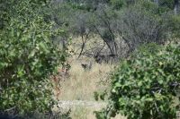 7. Tag - Divundu - Buffalo Park - Wasserbock &ndash; &copy; Franziska Barthel (Eberhardt TRAVEL)