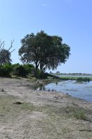7. Tag - Divundu - Buffalo Park (5) &ndash; &copy; Franziska Barthel (Eberhardt TRAVEL)