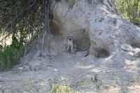 7. Tag - Divundu - Buffalo Park (11) &ndash; &copy; Franziska Barthel (Eberhardt TRAVEL)