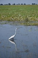 7. Tag - Divundu - Buffalo Park (14) &ndash; &copy; Franziska Barthel (Eberhardt TRAVEL)