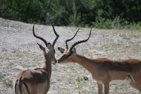 9. Tag - Bwabwata Park - Impala &ndash; &copy; Franziska Barthel (Eberhardt TRAVEL)