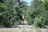 9. Tag - Bwabwata Park - Kudu (2) &ndash; &copy; Franziska Barthel (Eberhardt TRAVEL)