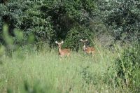 9. Tag - Bwabwata Park - Kudu &ndash; &copy; Franziska Barthel (Eberhardt TRAVEL)