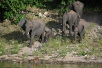 10. Tag - Chobe Nationalpark - Elefant (4) &ndash; &copy; Franziska Barthel (Eberhardt TRAVEL)