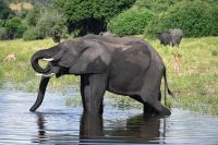 10. Tag - Chobe Nationalpark - Elefant (13) &ndash; &copy; Franziska Barthel (Eberhardt TRAVEL)