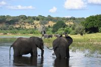 10. Tag - Chobe Nationalpark - Elefant (14) &ndash; &copy; Franziska Barthel (Eberhardt TRAVEL)