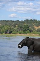 10. Tag - Chobe Nationalpark - Elefant (17) &ndash; &copy; Franziska Barthel (Eberhardt TRAVEL)