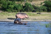 10. Tag - Chobe Nationalpark - Hippo (1) &ndash; &copy; Franziska Barthel (Eberhardt TRAVEL)