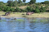 10. Tag - Chobe Nationalpark - Hippo (2) &ndash; &copy; Franziska Barthel (Eberhardt TRAVEL)