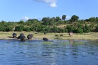 10. Tag - Chobe Nationalpark - Hippo (3) &ndash; &copy; Franziska Barthel (Eberhardt TRAVEL)