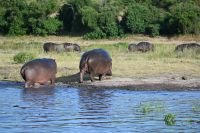 10. Tag - Chobe Nationalpark - Hippo (5) &ndash; &copy; Franziska Barthel (Eberhardt TRAVEL)